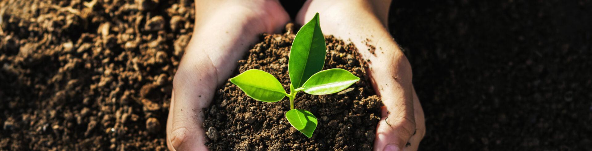 hand holding young tree for planting.