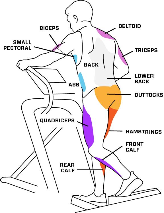 infographic for muscle groups